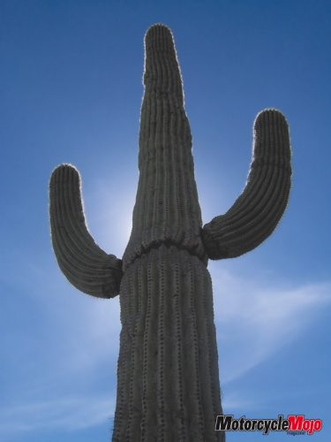 ^ foot tall cactus in the sunny desert of Arizona