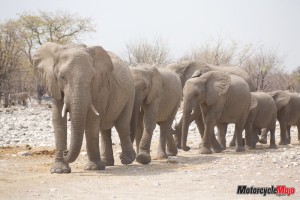Africa Elephants 