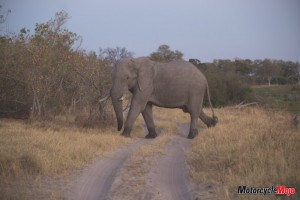 elephant crossing road in Africa 